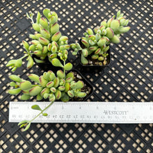Load image into Gallery viewer, Cotyledon pendens