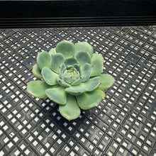 Load image into Gallery viewer, Echeveria Black Panther Korean Imported