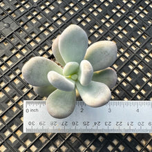 Load image into Gallery viewer, Pachyphytum sp
