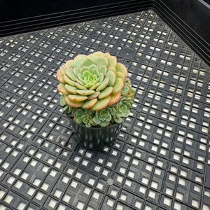 Echeveria ‘Sugar Baby’