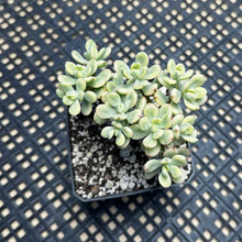 Load image into Gallery viewer, Echeveria macdougallii variegated  aka “sedoides“