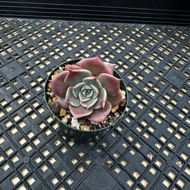 Echeveria ‘Sir Charles’