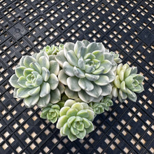 Load image into Gallery viewer, Echeveria Agavoides ‘Tinkerbell’ Variegated