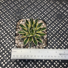 Load image into Gallery viewer, Agave schidigera &#39;Royal Flush&#39;