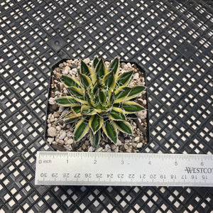 Agave schidigera 'Royal Flush'