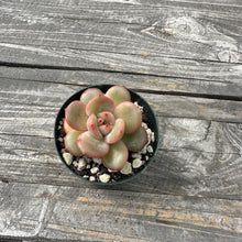 Load image into Gallery viewer, Echeveria Agavoides ‘Tiny Tim’