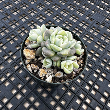 Load image into Gallery viewer, Echeveria Agavoides ‘Tinkerbell’ Variegated