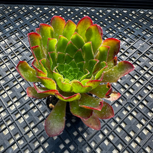 Semponium ‘Sienna’