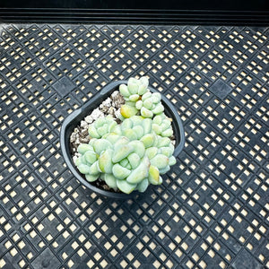 Sedum treleasei