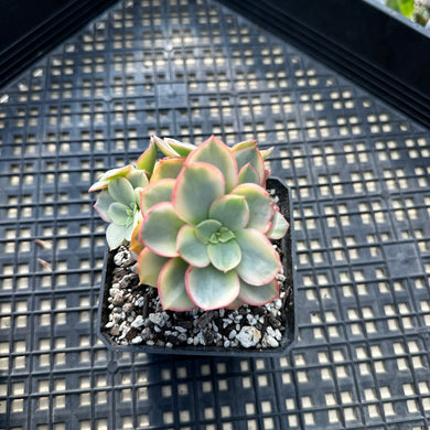 Echeveria ‘Suyon’ variegated