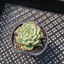 Load image into Gallery viewer, Echeveria ‘Blue Eye’