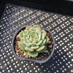 Echeveria ‘Blue Eye’
