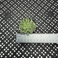 Load image into Gallery viewer, Echeveria ‘Green Emerald’ Variegated