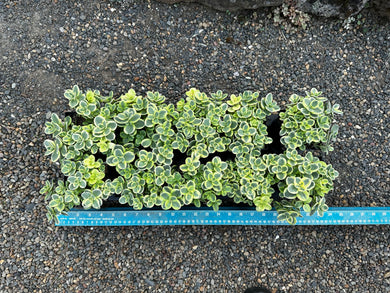 Sedum Sunsparkler®  ‘Lime Twister’ Variegated