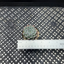 Load image into Gallery viewer, Echeveria Zaragosa