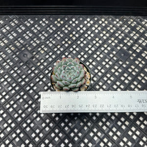 Echeveria Zaragosa