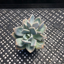 Load image into Gallery viewer, Pachyveria Pachyphytodies