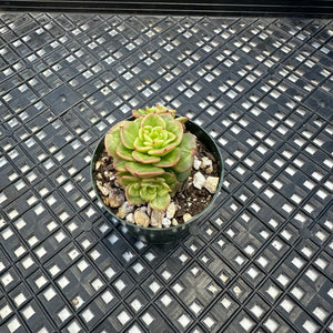 Sedeveria ‘Rolly’