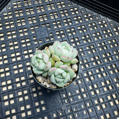 Echeveria Porima