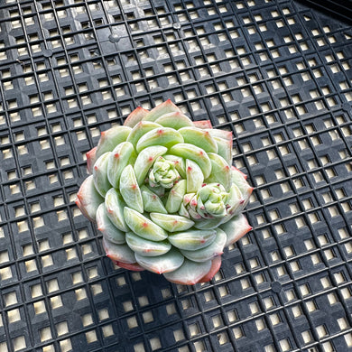 Echeveria ‘Marisa’