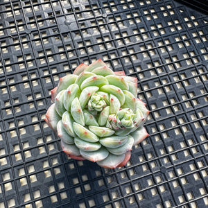 Echeveria ‘Marisa’