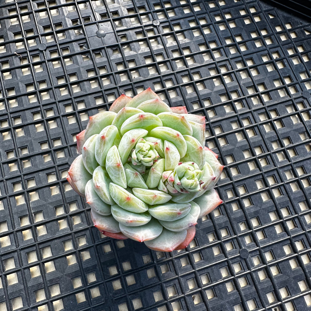 Echeveria ‘Marisa’