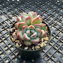 Load image into Gallery viewer, Echeveria ‘Chubby Lips’