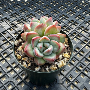 Echeveria ‘Chubby Lips’