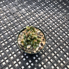 Load image into Gallery viewer, Crassula ‘Susannae’