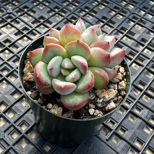 Echeveria ‘Chubby Lips’