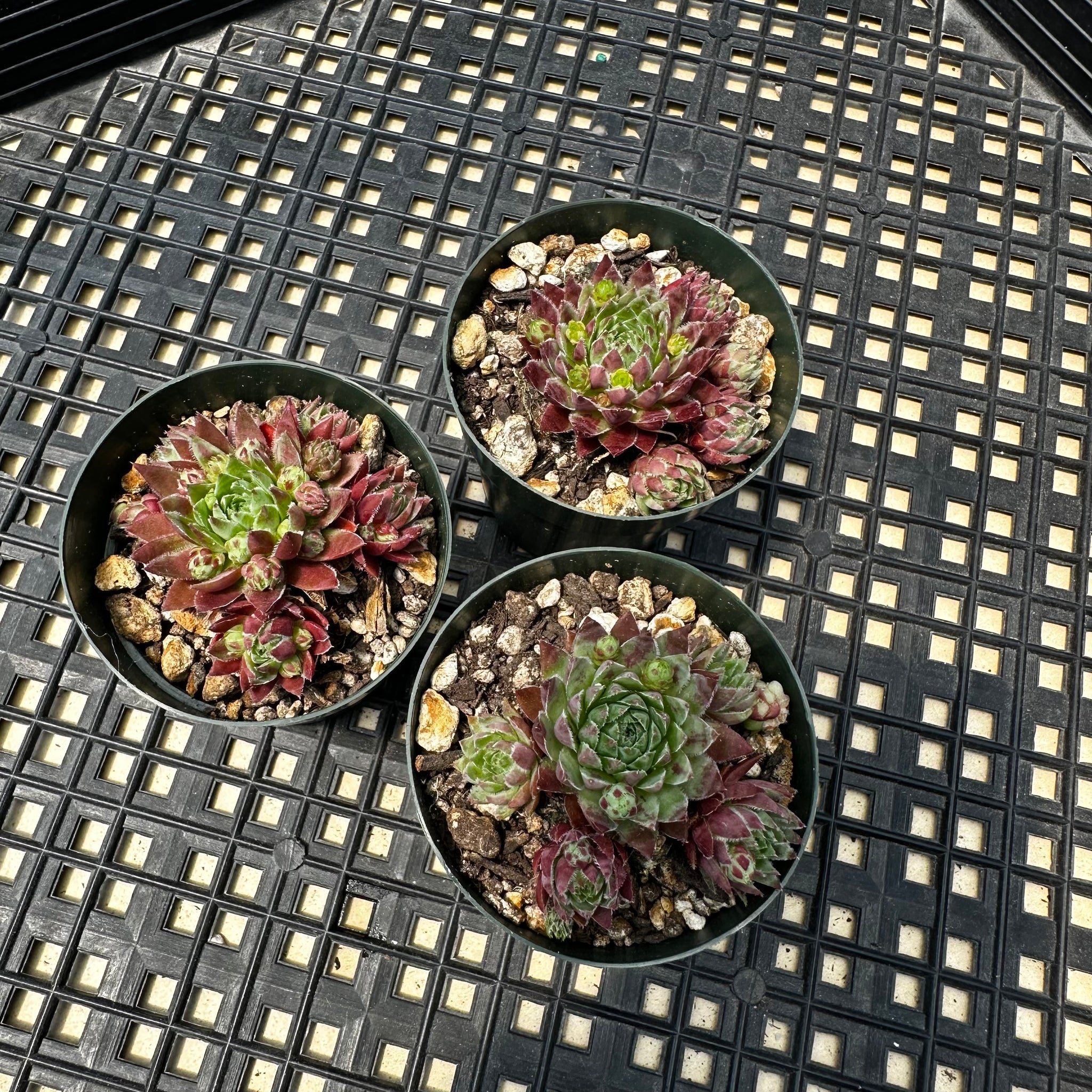 jovibarba succulent Jovibarba hirta 'Hedgehog' – Chubby Leaf Succulents