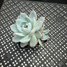 Load image into Gallery viewer, Echeveria ‘Orange Monroe’