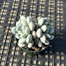 Load image into Gallery viewer, Graptoveria ‘Bridgette’