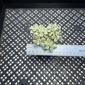 Echeveria macdougallii variegated  aka “sedoides“