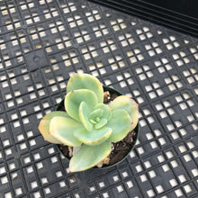 Load image into Gallery viewer, Echeveria cv. hakuhou Variegated