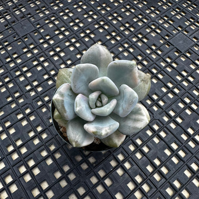 Pachyveria Pachyphytoides Variegated