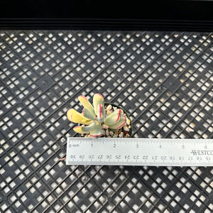 Korean imported Cotyledon orbiculata cv Variegata (long leaf form)