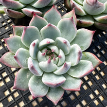 Load image into Gallery viewer, Echeveria ‘Parva’