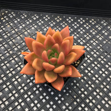 Load image into Gallery viewer, Graptoveria ‘Ruby Donna’