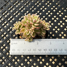 Load image into Gallery viewer, Sedum &#39;Joyce Tulloch&#39; variegated