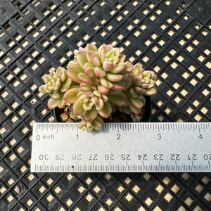 Sedum 'Joyce Tulloch' variegated