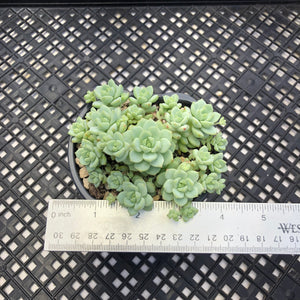 Sedum perezdelarosae
