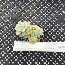 Load image into Gallery viewer, Sedum clavatum variegated