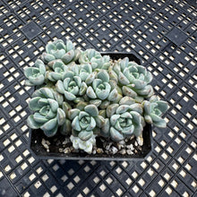 Load image into Gallery viewer, Echeveria Agavoides ‘Tinkerbell’