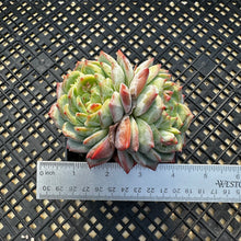 Load image into Gallery viewer, Echeveria ‘Marisa’