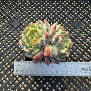 Echeveria ‘Marisa’