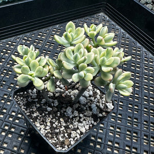 Echeveria macdougallii variegated  aka “sedoides“