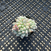 Load image into Gallery viewer, Echeveria ‘Crown Ball’