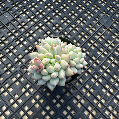 Echeveria ‘Crown Ball’