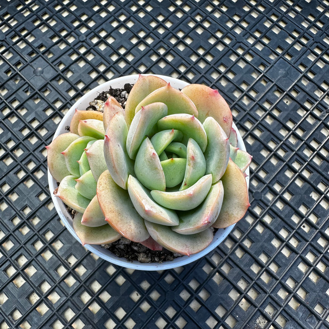 echeveria succulent tree Echeveria 'Lemon Tree' – Chubby Leaf Succulents